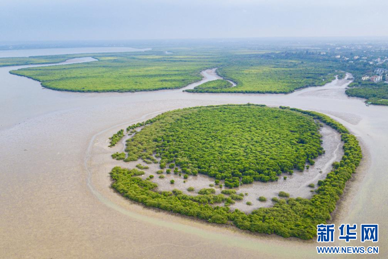 种在盐碱地、灌溉用海水 这样的“海水蔬菜”好吃吗？