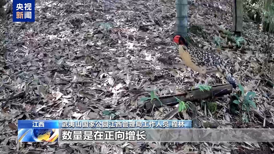 求偶热舞、猛兽撒糖、雨林遛娃……地球频道的动物顶流都在这→
