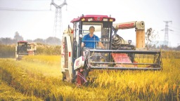 安徽省秋粮收获进度过七成 玉米收获进度逾九成