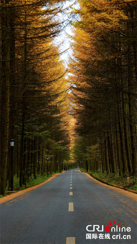 台湾自媒体人点赞四川光雾山绝美秋色（两岸关系）_fororder_3