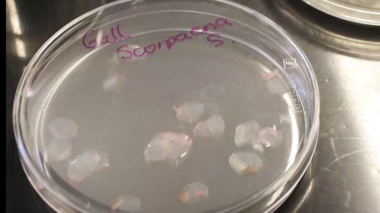 西班牙研究人员利用鱼鳞研发人工角膜 或为角膜患者重见光明带来希望