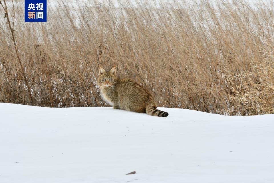 近距离邂逅荒漠猫！我国唯一“特产猫”跟一般喵星人有啥区别？