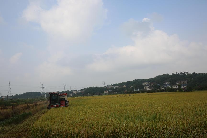 “产粮大县”湖南衡阳县 盛夏时节忙“双抢”_fororder_1