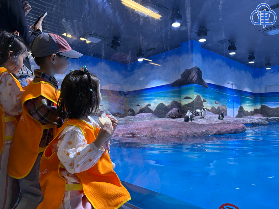 萌趣登场！7只小企鹅亮相天津动物园