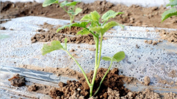 天水秦安陇城镇：寒冬大棚绿意浓 精细管护迎丰收
