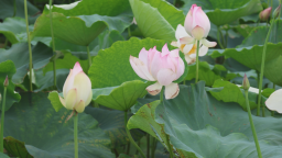 荷花开 美乡村 富口袋