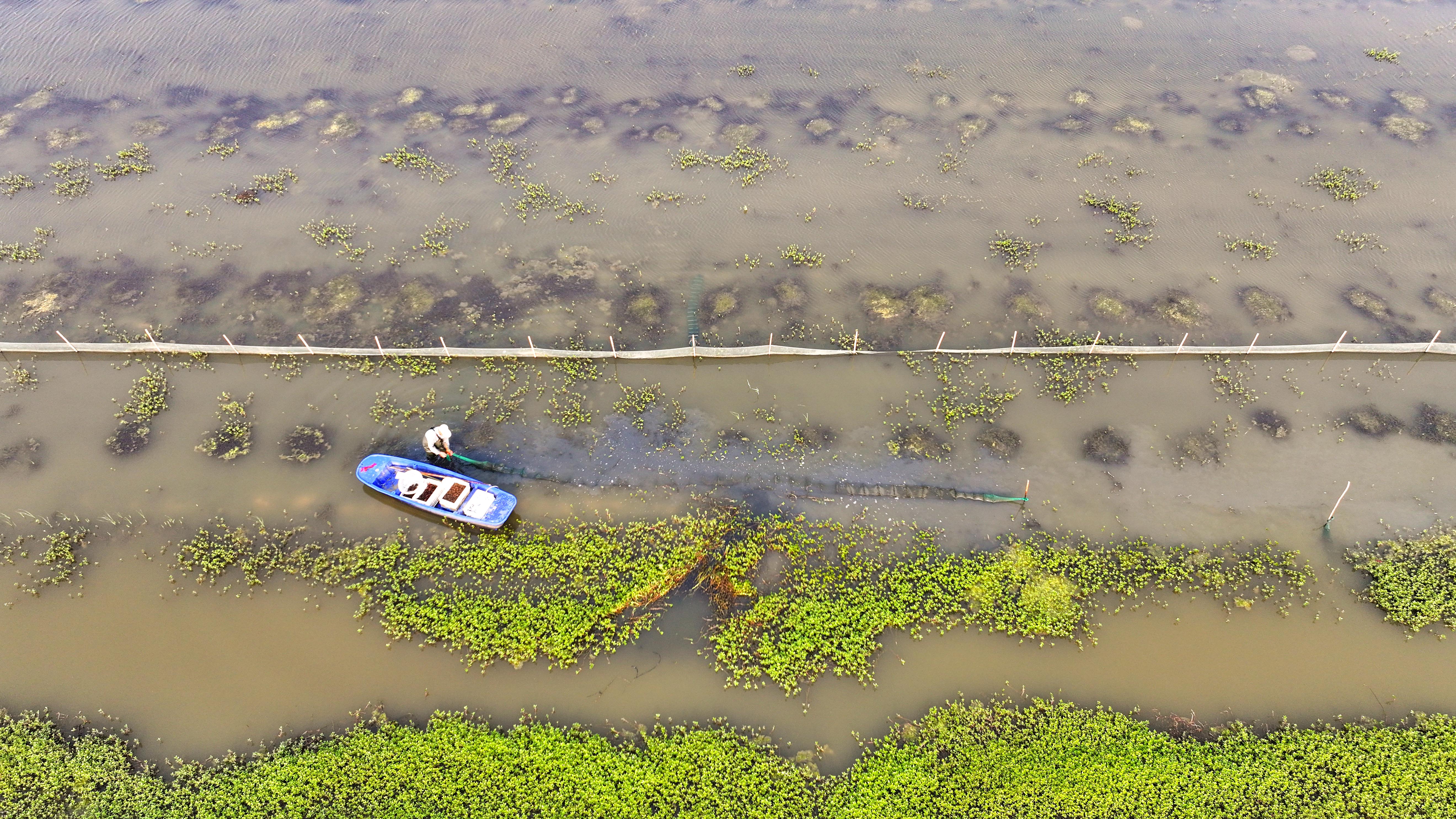 蚌埠市五河县：春捕小龙虾_fororder_DJI_20250419071624_0341_D