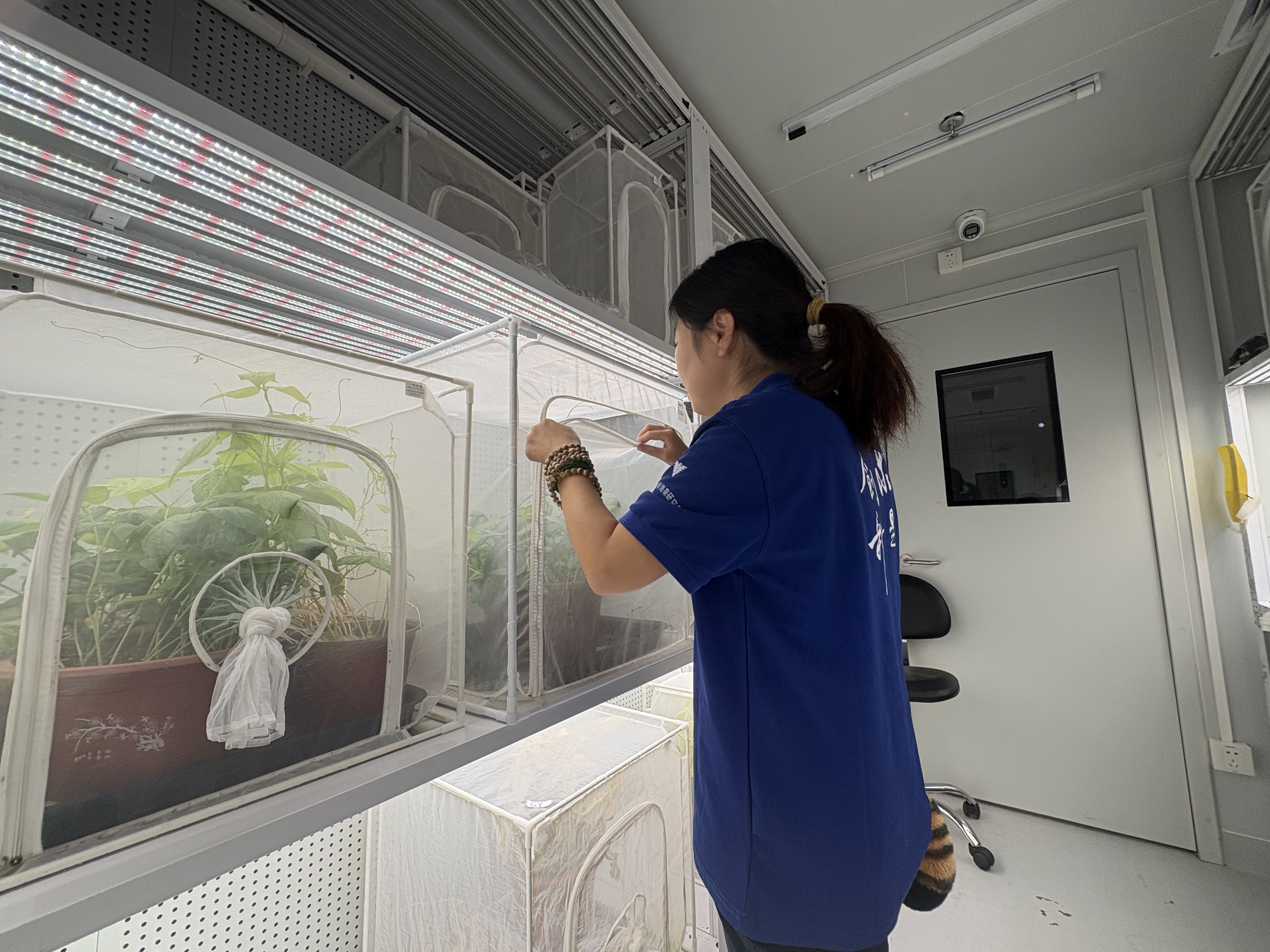 新春走基层｜这个春节，我在南繁基地养虫子