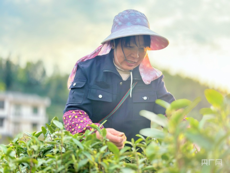 云遇丰收节·采茶春山上｜歌舞庆茶丰 兴业富山乡