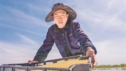 宁夏贺兰县首批本土选育蟹苗稻田“安家”