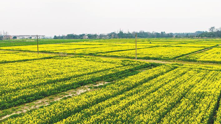 一沐春风 沃野流金