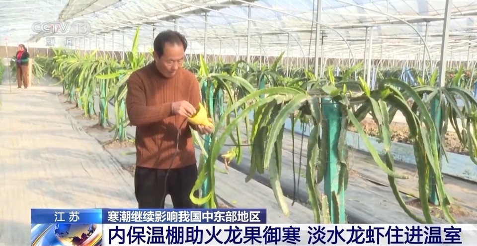 寒潮之下 淡水龙虾住进温室 香蕉穿上防寒袋