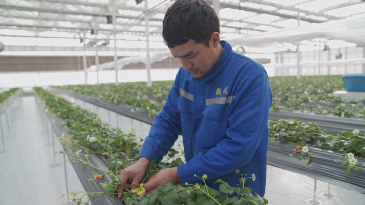 新疆库车：植物工厂让农民变身“科技农人”