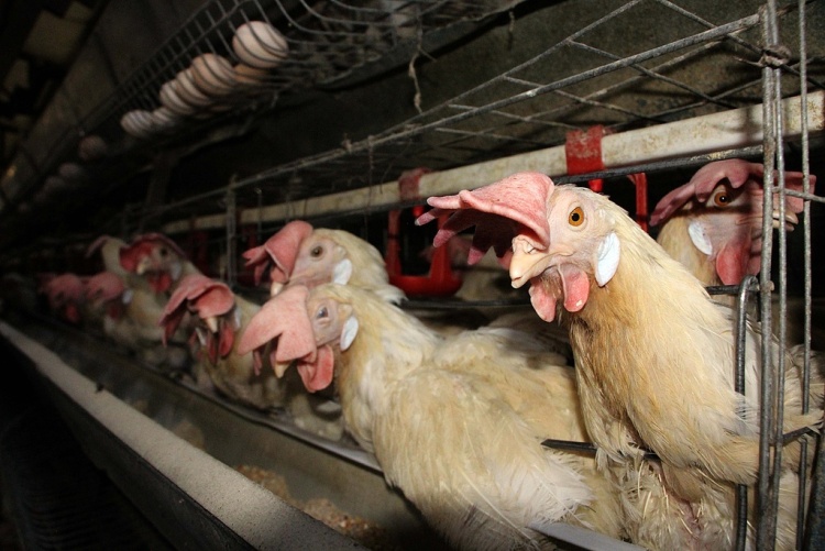 荷兰禽流感疫情持续蔓延 近160万只禽类被扑杀