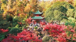 岳麓枫红醉游人