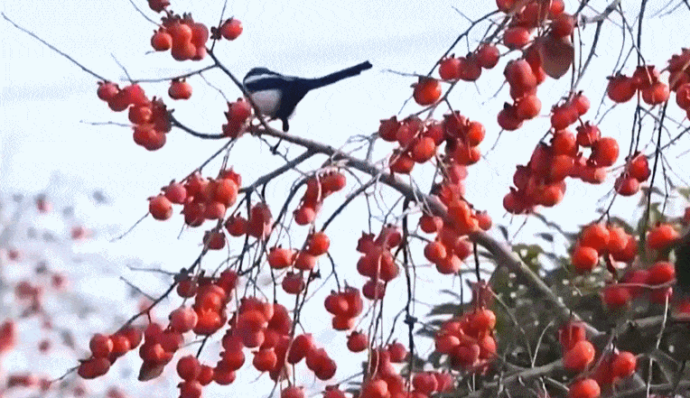 文化中国行丨二十四节气·立冬 在沉静中孕育下一场春暖花开