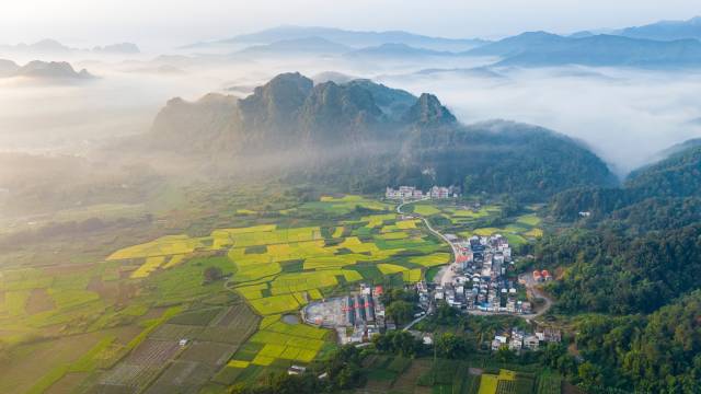 文化中国行·立冬 | 岭南立冬春意同，新梅万朵映晴空