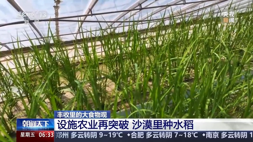 植物工厂长啥样？沙漠里能种水稻？揭秘种菜“黑科技”