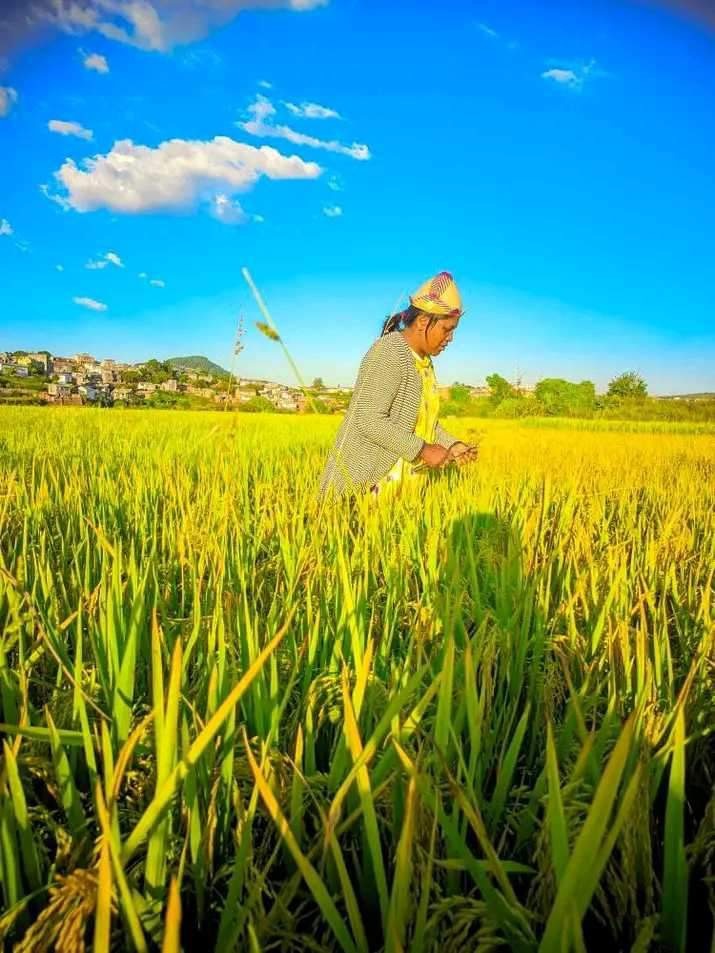 资讯有故事丨世界粮食日 听中国稻花香飘马达加斯加的故事