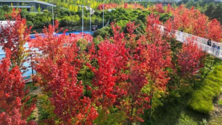 Yannan Park: A Poetic Haven at Your Doorstep