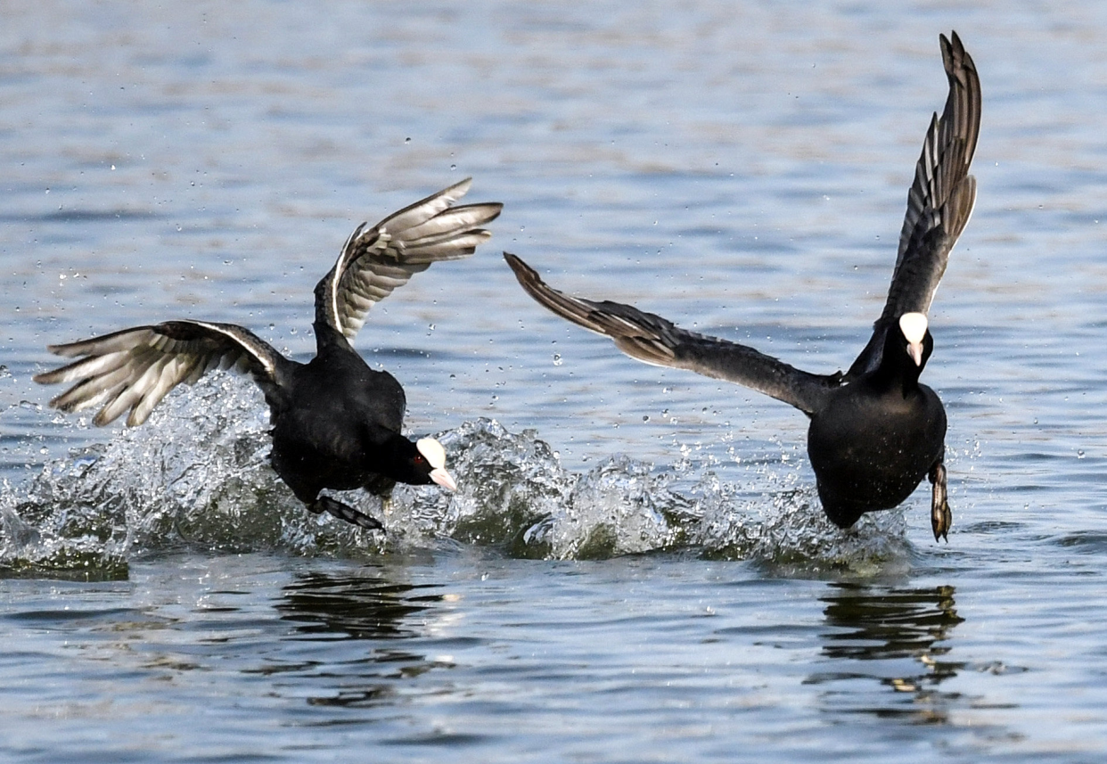 Qian'an, Tangshan:The Water City Welcomes Bird-Watching Season_fororder_图片6