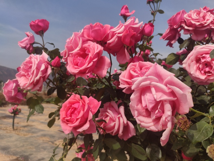 天水甘谷：繁花如海扮靓城市生活 生态绿廊美成“诗和远方”_fororder_月季特兹额