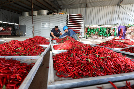 State Grid Xuchang Power Supply Company Supports the Chilli Industry to Help Rural Revitalization