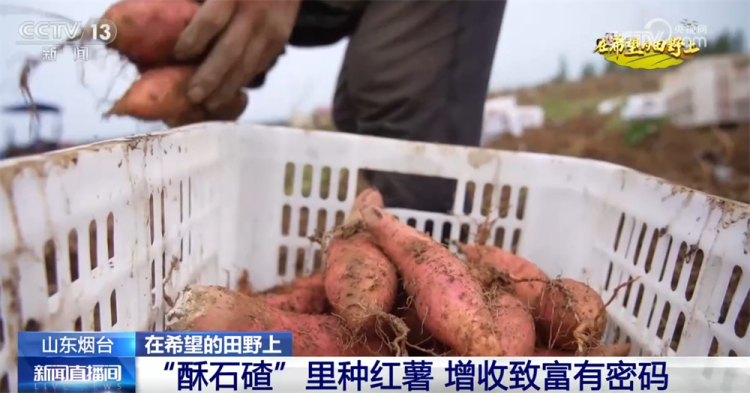 广袤乡村绘就金秋九月好“丰”景 农业现代化成为百姓增收致富“密码”