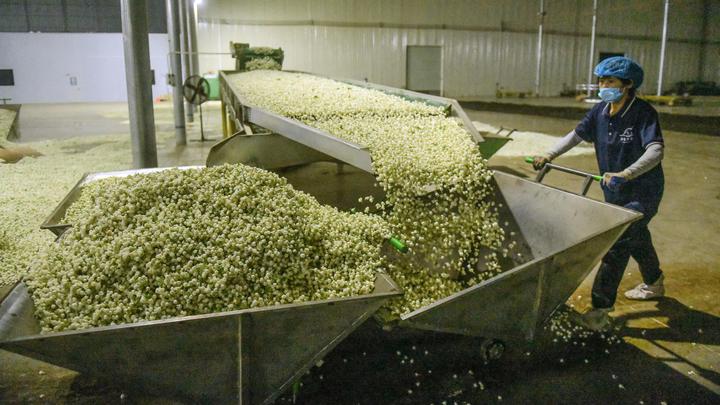 宝藏之城丨这座小城的茉莉花香飘世界