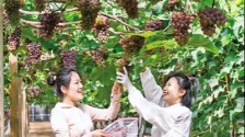 葡萄挂满藤 采摘正当时