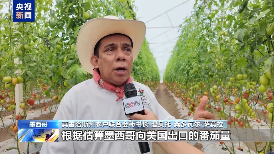 总台记者探访丨美国加征关税 对墨西哥番茄产区影响几何？