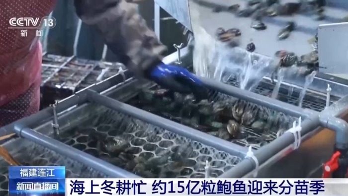 视频丨海上冬耕忙 福建连江约15亿粒鲍鱼迎来分苗季