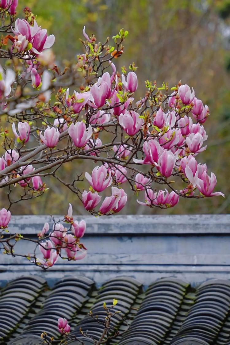 文化中国行·文博日历丨早春玉兰开 一起到全国古迹去追花（附打卡攻略）