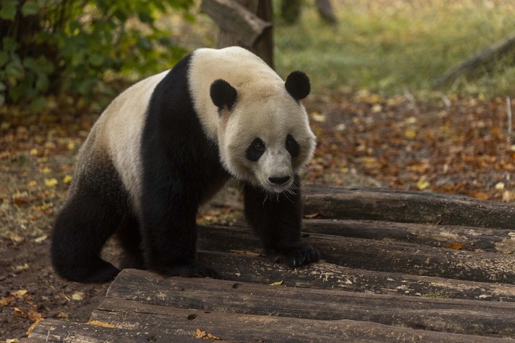 资讯有故事｜旅比大熊猫的饲养员刘洋：“我对它们产生了情感上的依赖和羁绊”