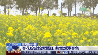 春日限定花海上线 赶紧来这些宝藏地打卡吧