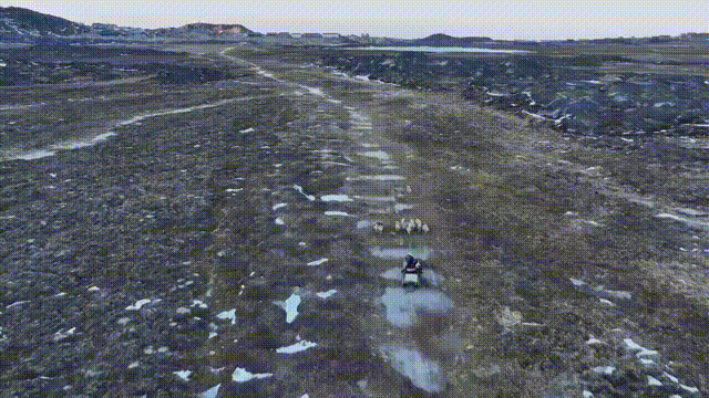 听鉴世界 | 冰川消融重创格陵兰岛狗拉雪橇文化 当地民众呼吁世界团结应对气候变化