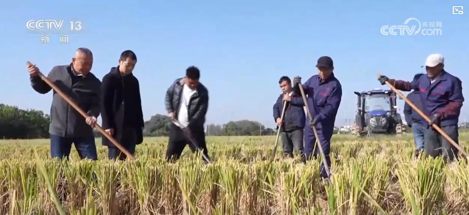 多地抗秋汛抢麦播：农技指导+农机作业 全力推进小麦种植