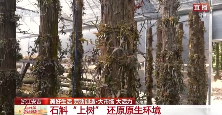 大市场 大活力丨为何要在树上种铁皮石斛？这里石斛“上树”林下“生金”