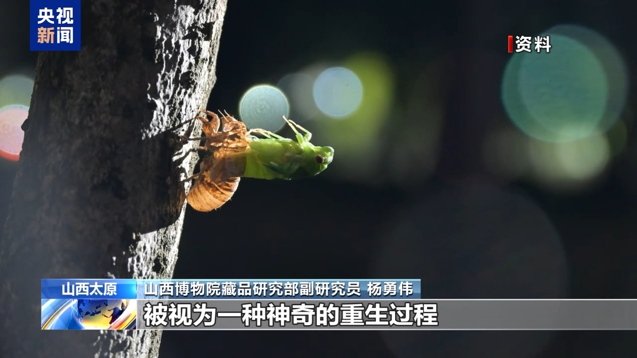 文化中国行丨从“蜩始鸣”到“寒蝉鸣” 从文物中感受节气之美