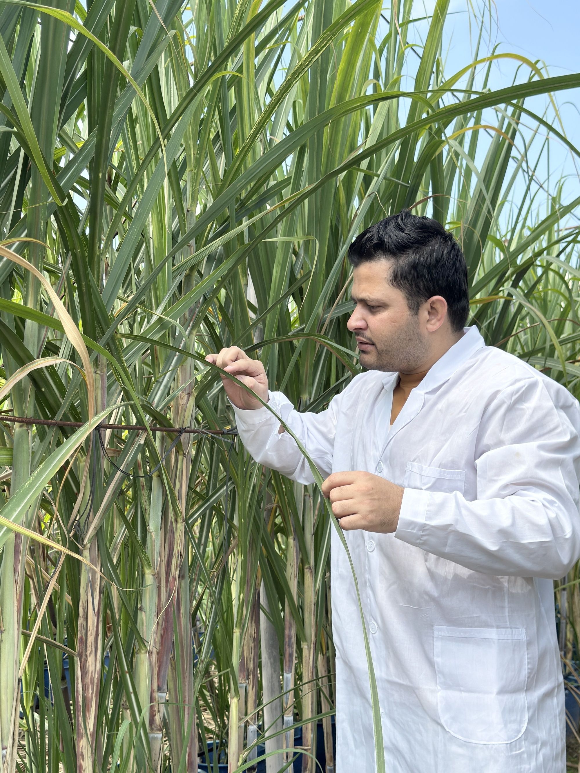 资讯有故事丨巴基斯坦农业学者讲述 中国“南繁硅谷”为啥这么有吸引力？