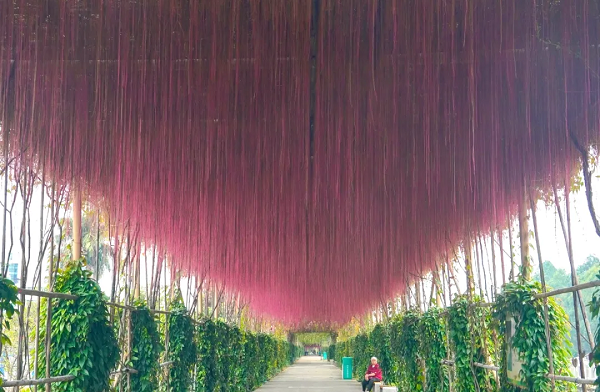 Explore Nansha's Autumn Scenery_fororder_图片5