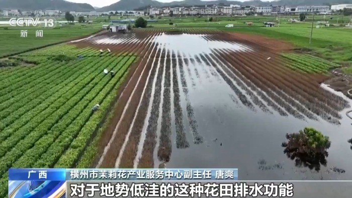 年中经济观察丨多方合力 广西横州茉莉花产业链灾后突围