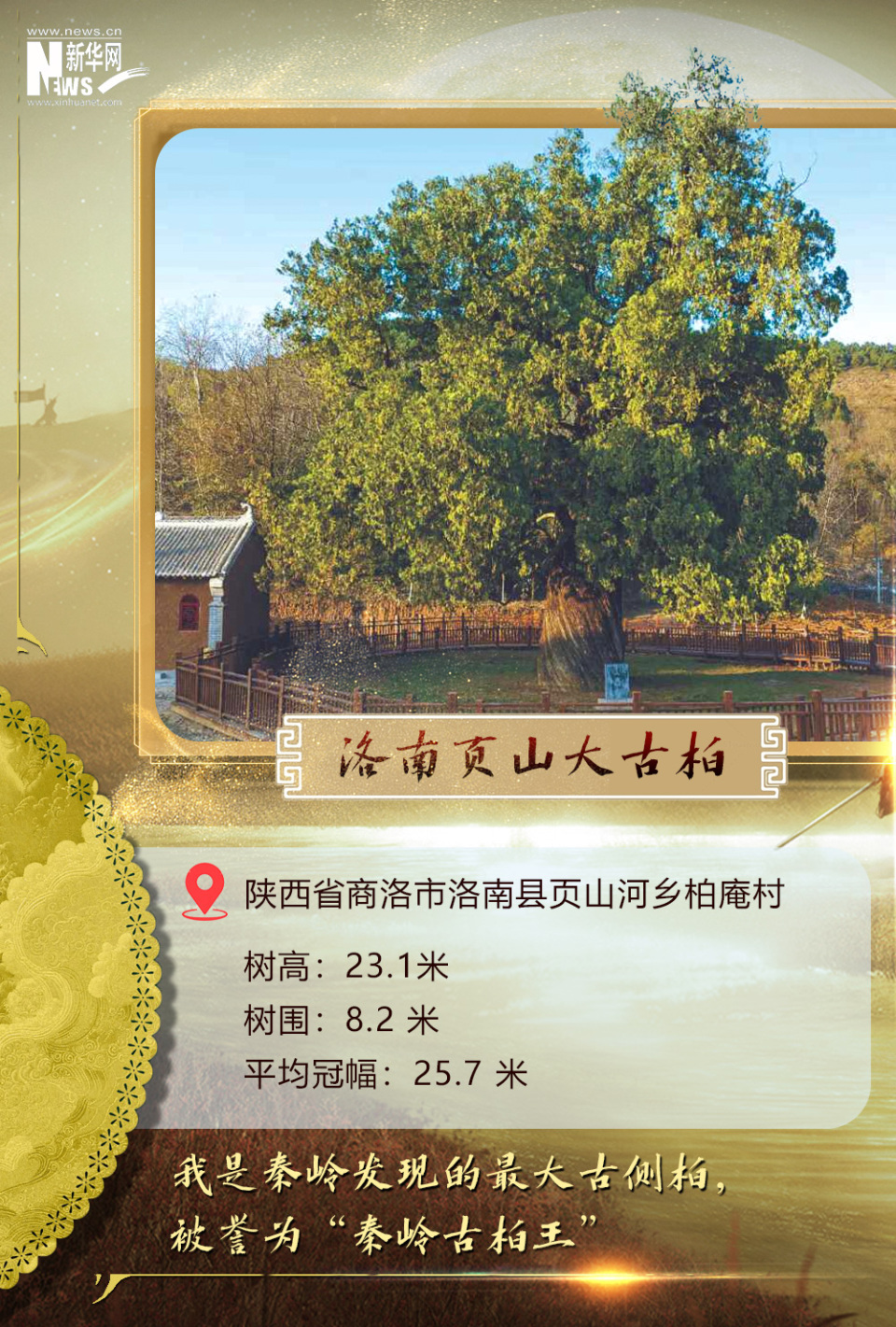 树载千秋·同根同祖丨5000岁古树下感受中华文明生生不息