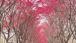 “樱”约而至 春意渐浓