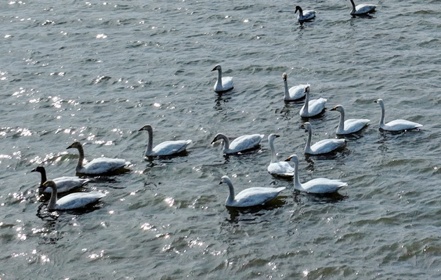 Qian'an, Tangshan:The Water City Welcomes Bird-Watching Season_fororder_图片3