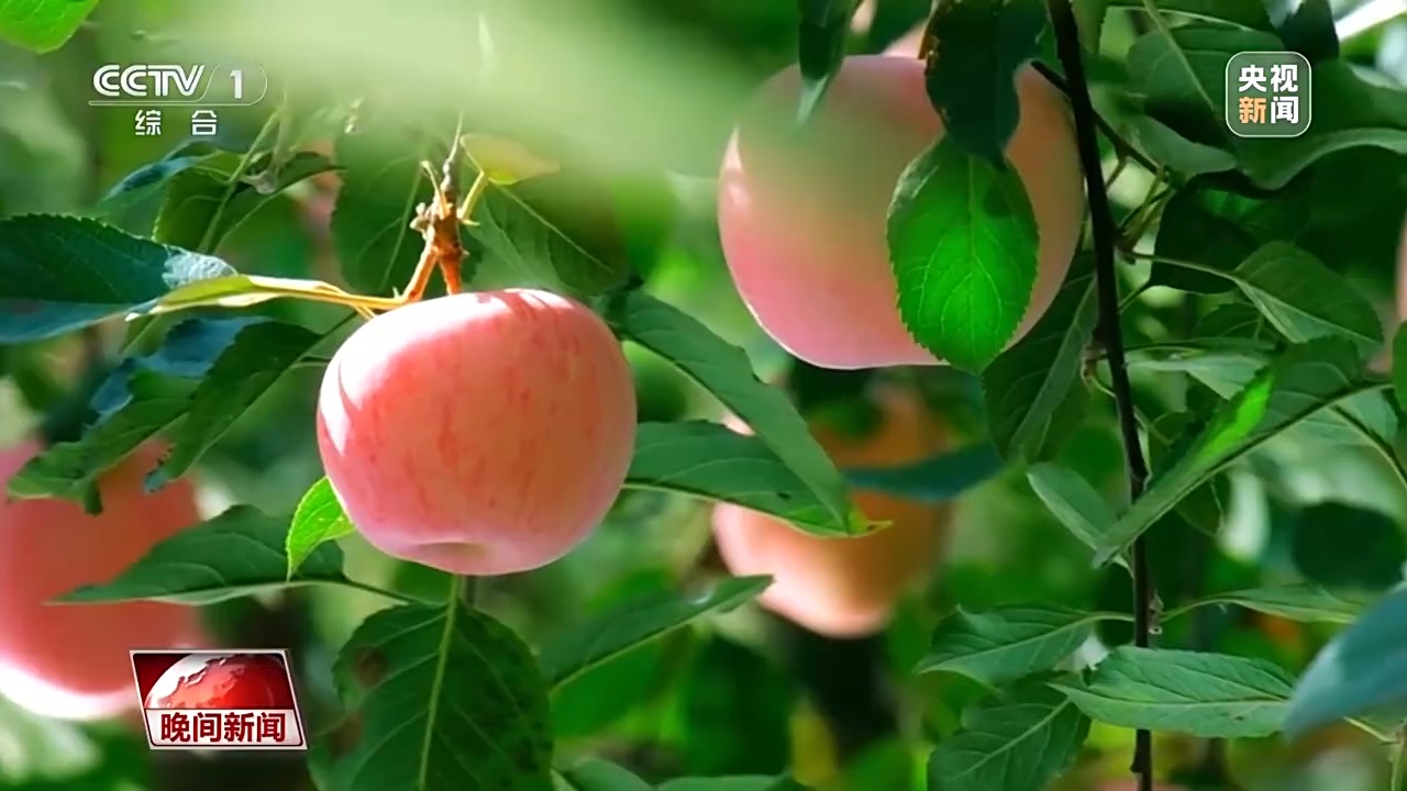 看见美丽中国丨炸水泥厂、种万棵树！“石头村”20年逆袭97%森林覆盖