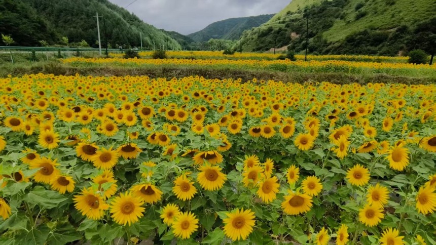 【解码陇原新乡村】天水秦州：“椒”丰“葵”旺 特色产业铺就富民振兴路