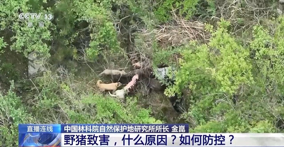 新闻1+1丨26个省份存在野猪致害 科学防控有哪些方法思路