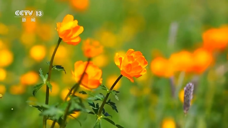 文化中国行丨二十四节气·芒种 “芒”有所获 “种”有所得