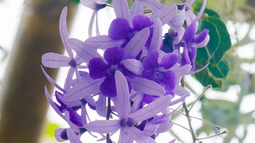 Explore Nansha's Autumn Scenery